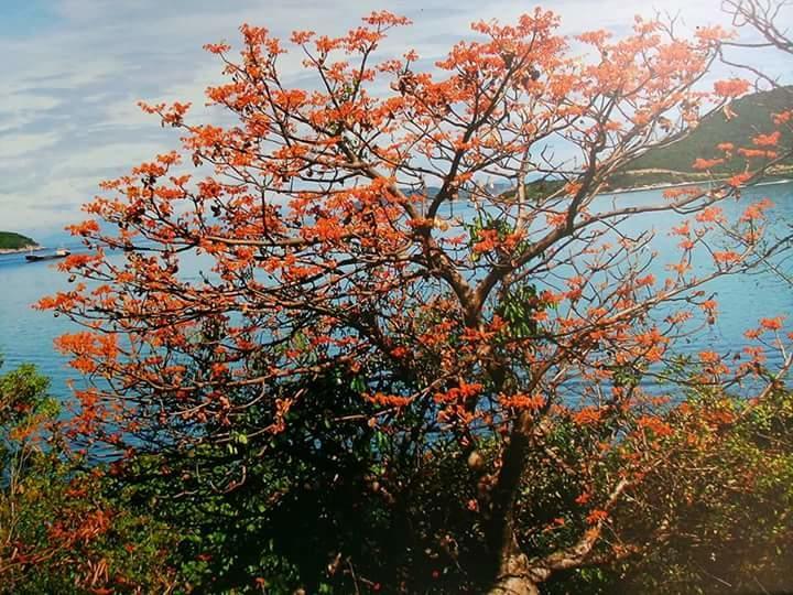 Trang Vu Homestay Cu Lao Cham Tân Hiệ Esterno foto